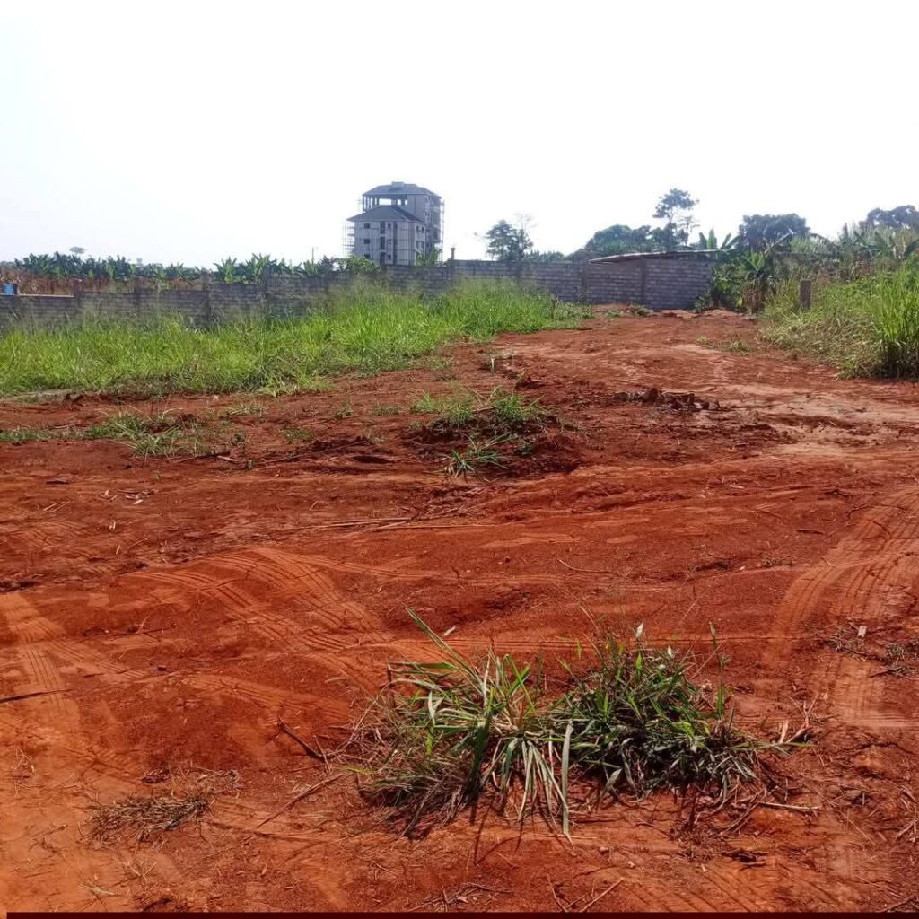 whatsapp image 2026 02 10 at 16.36.04.jpeg